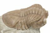 D Asaphus Plautini Trilobite Fossil - Russia #200411-1